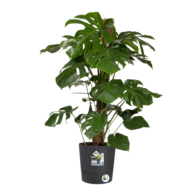 greensense aqua care rond 30cm gris charbon